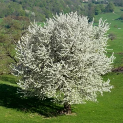 Vogelkirsche - Weiße Blütenpracht im Frühling