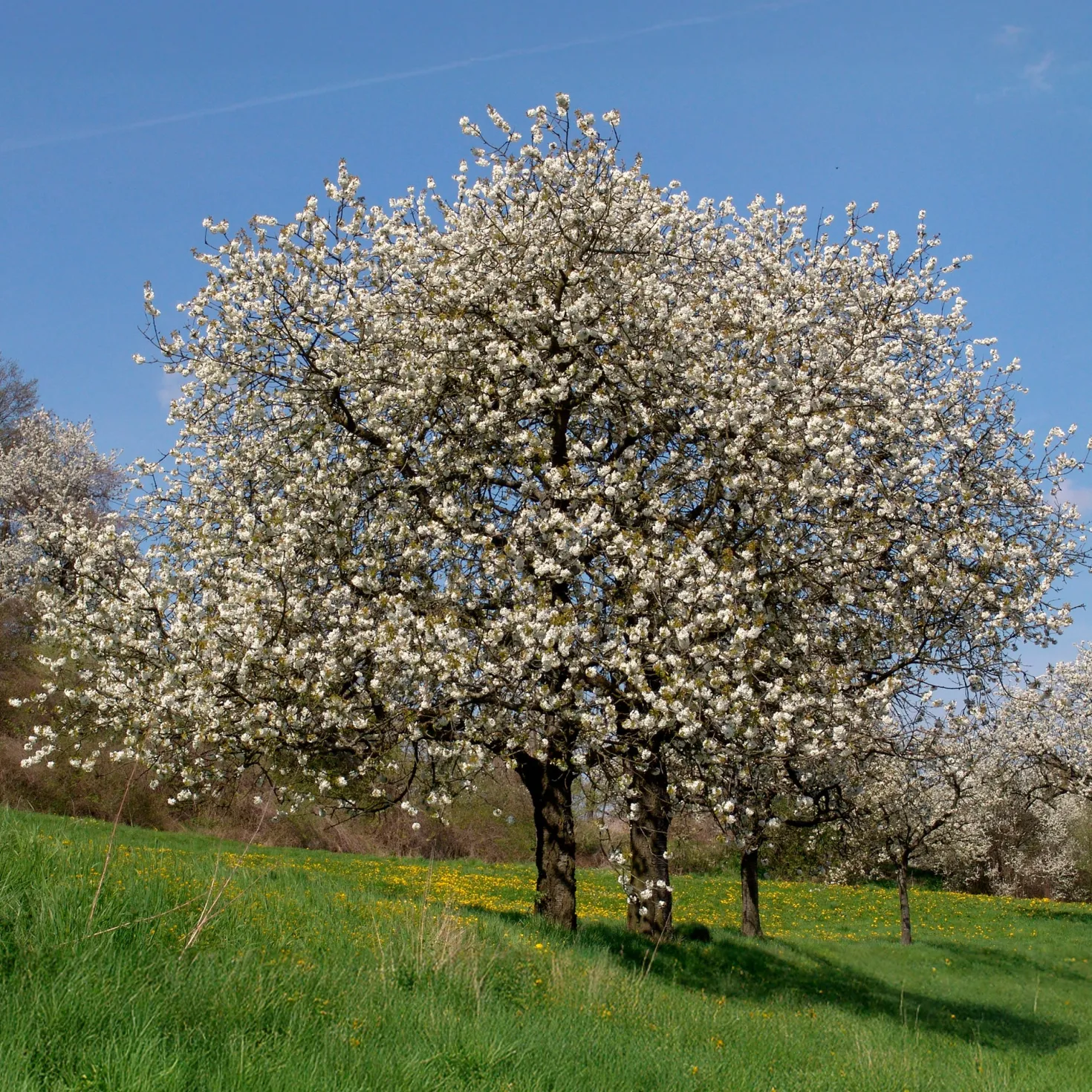 Vogelkirsche - Weiße Blütenpracht im Frühling