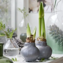 Wachs Amaryllis Gloss Silver - Blüht ganz ohne Gießen