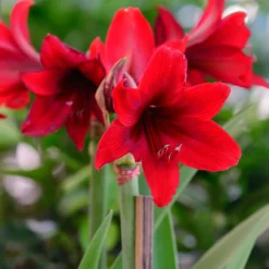 Wachs Amaryllis Gloss X Mas Red - Blüht ganz ohne Gießen