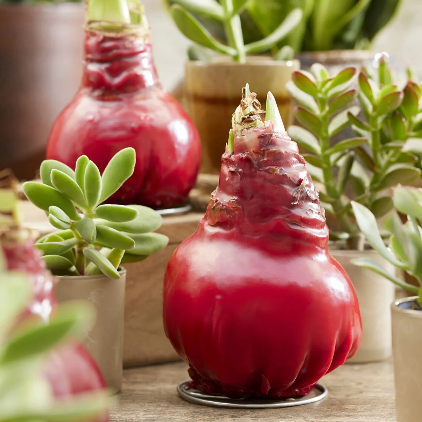 Wachs Amaryllis Gloss X Mas Red - Blüht ganz ohne Gießen