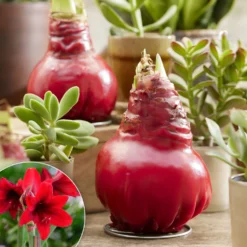 Wachs Amaryllis Gloss X Mas Red - Blüht ganz ohne Gießen