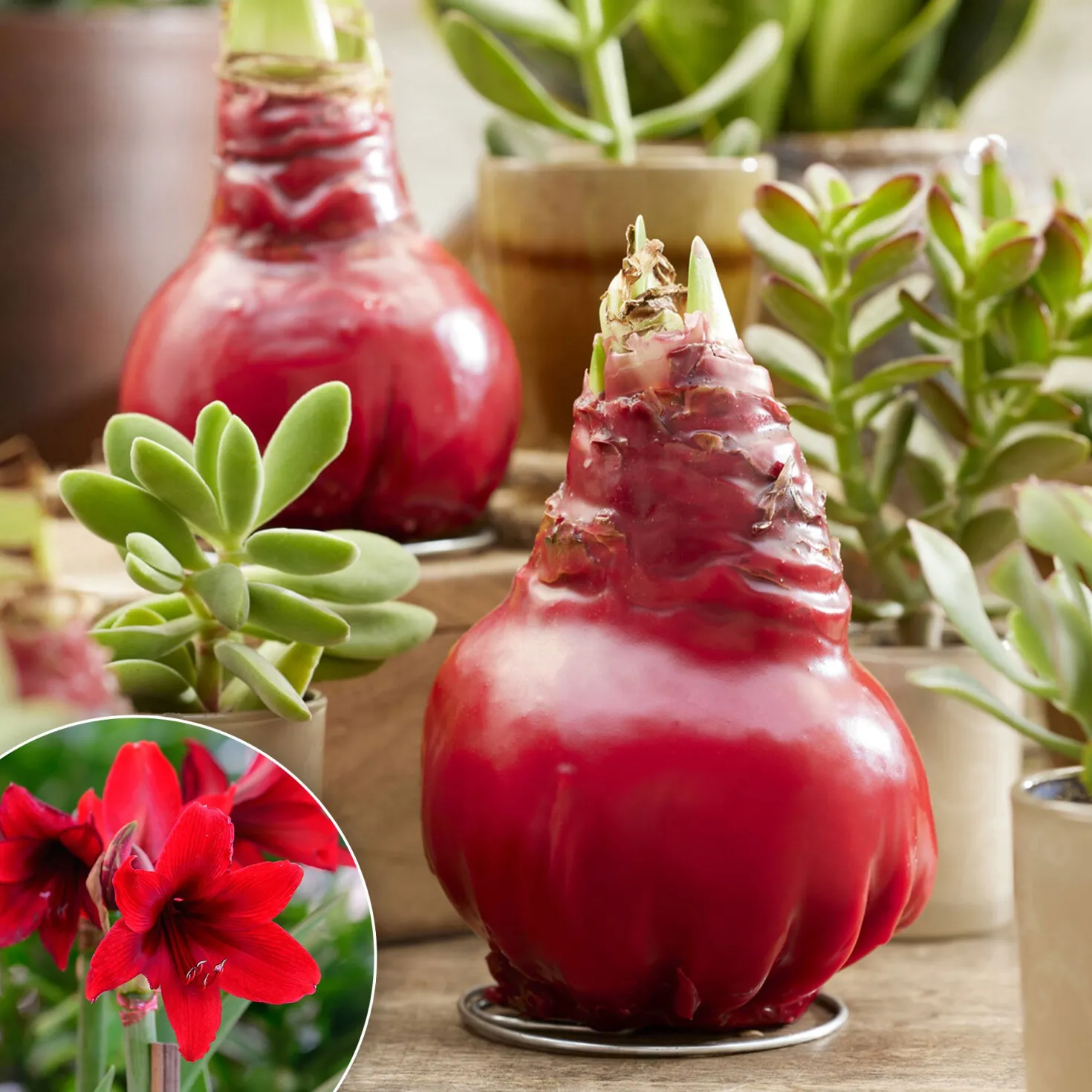 Wachs Amaryllis Gloss X Mas Red - Blüht ganz ohne Gießen