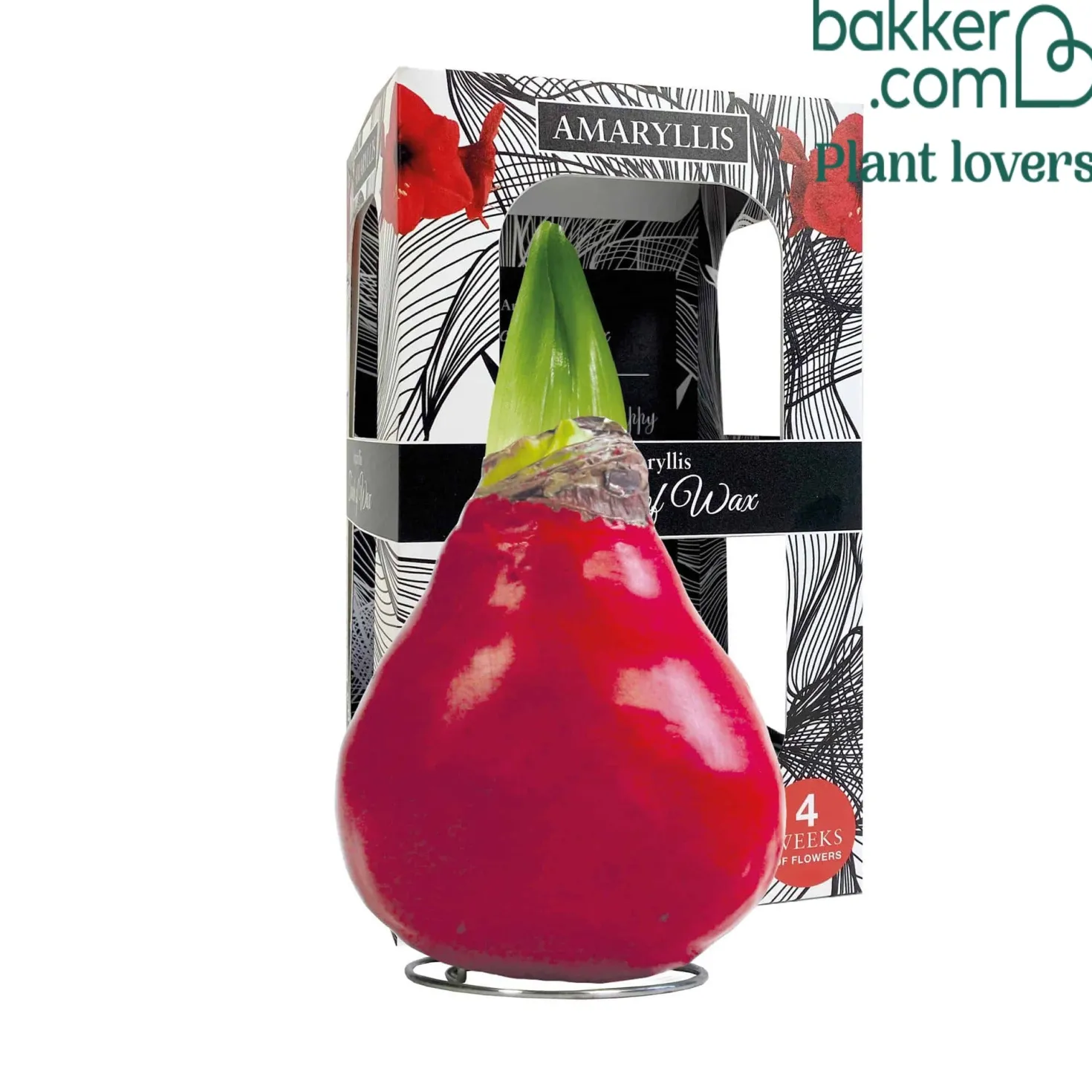 Wachs Amaryllis Gloss X Mas Red - Blüht ganz ohne Gießen