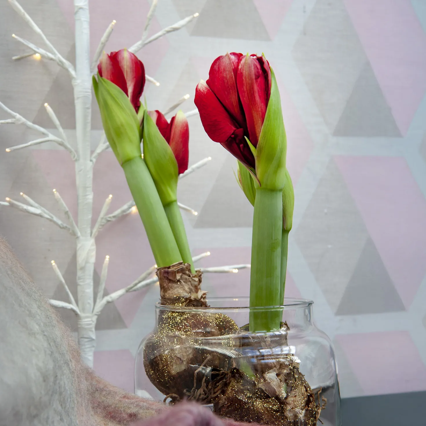 Wachs Amaryllis Magic Rosé Gold - Blüht ganz ohne Gießen