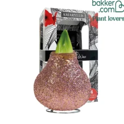 Wachs Amaryllis Magic Rosé Gold - Blüht ganz ohne Gießen