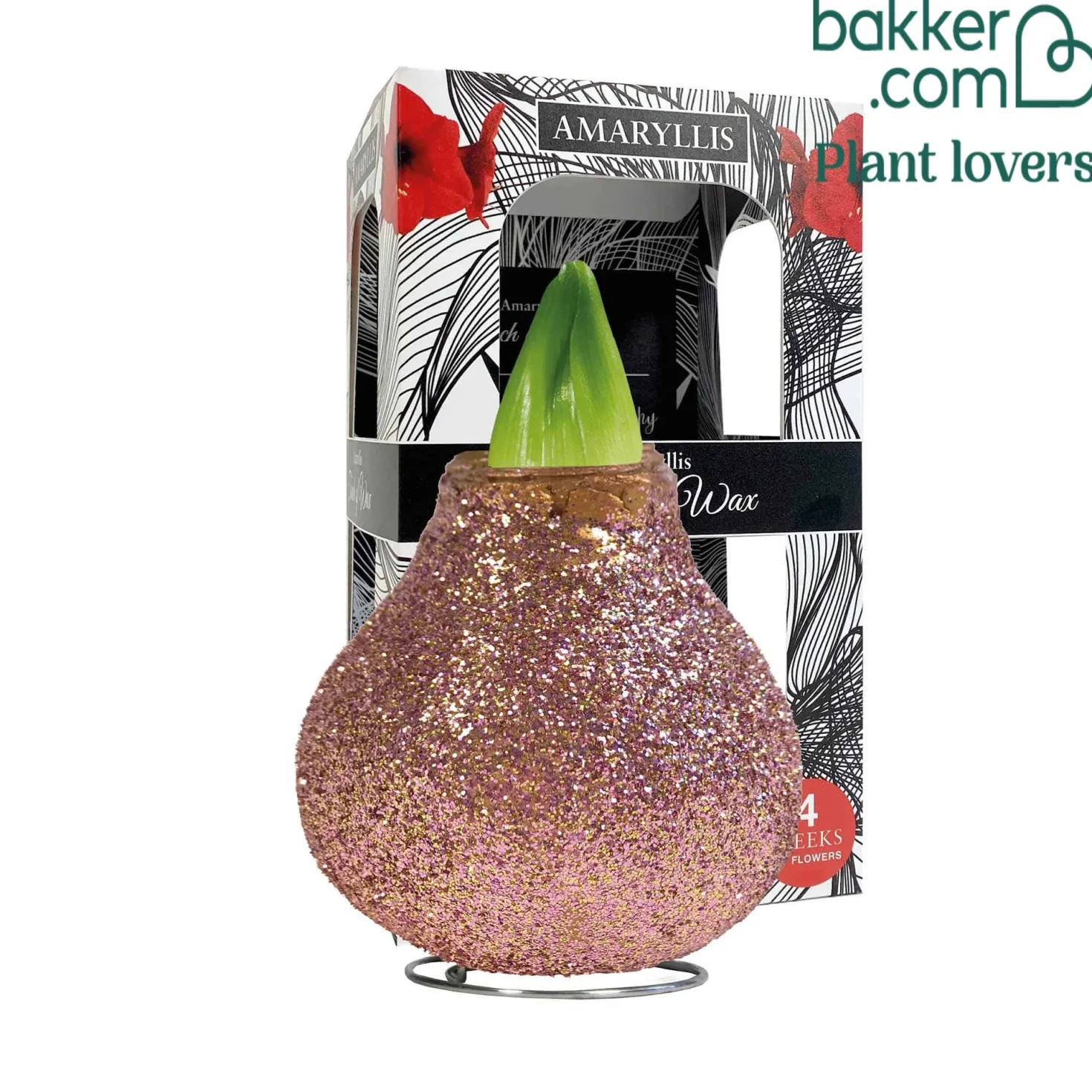 Wachs Amaryllis Magic Rosé Gold - Blüht ganz ohne Gießen