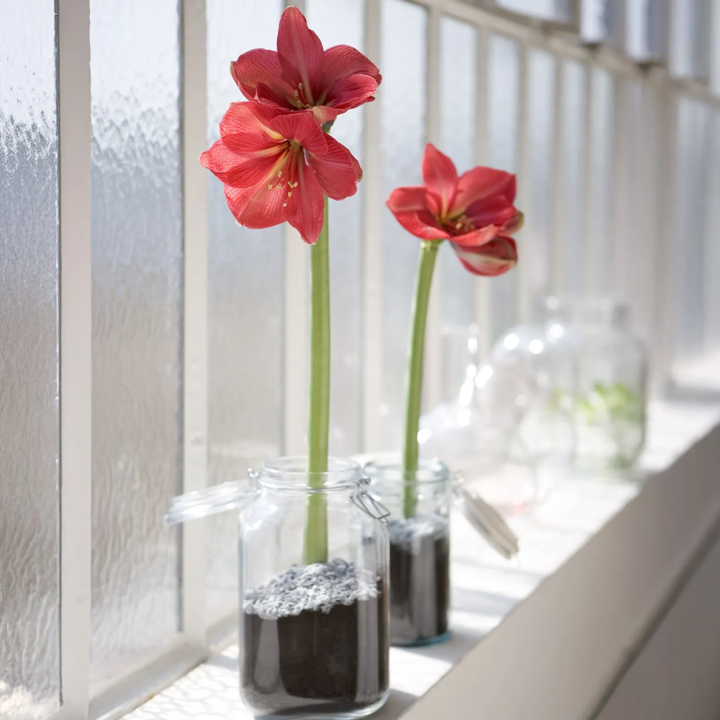 Wachs Amaryllis Magic White - Blüht ganz ohne Gießen