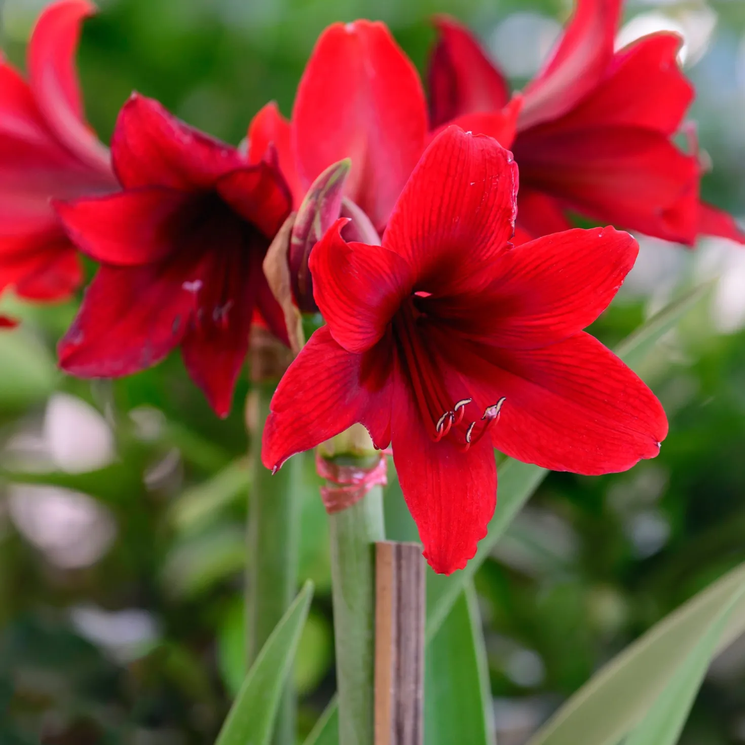 Wachs Amaryllis Magic White - Blüht ganz ohne Gießen