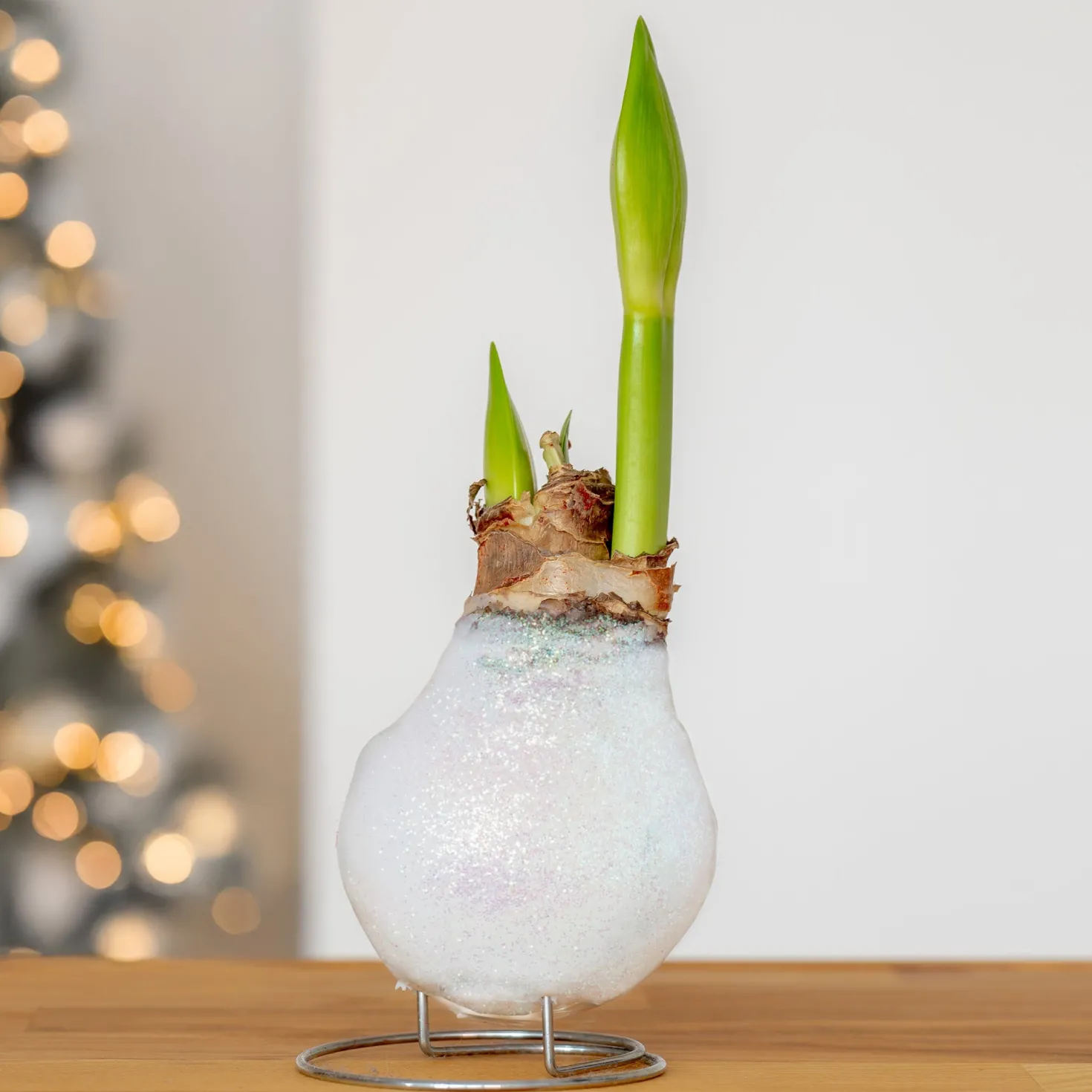 Wachs Amaryllis Magic White - Blüht ganz ohne Gießen