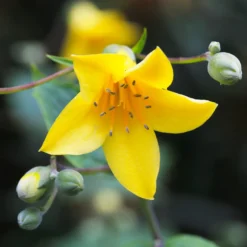 Wachsblume - Sanftes Gelb im Schatten