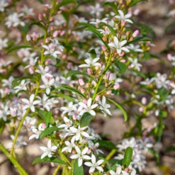 Wachs-Blume - Sternblüten, die duften