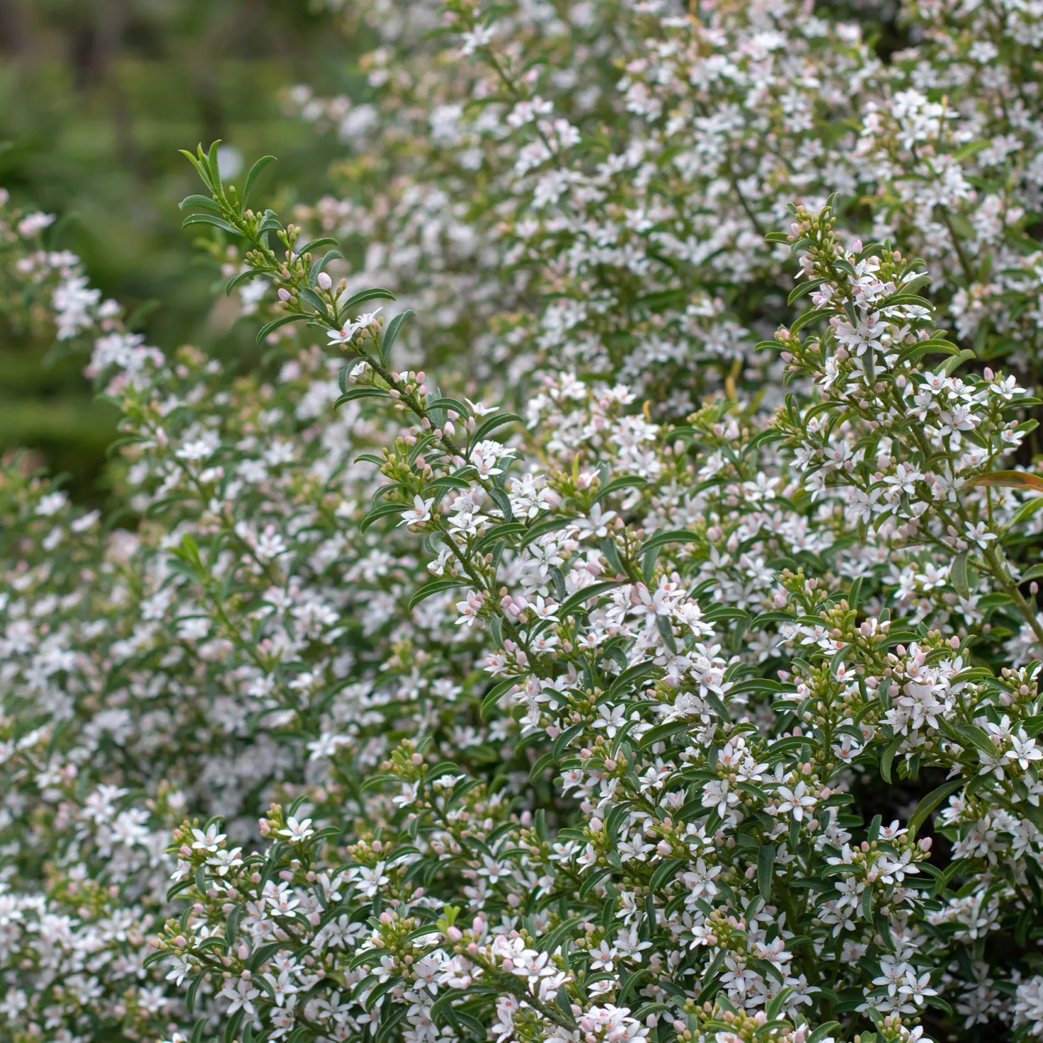 Wachs-Blume - Sternblüten, die duften