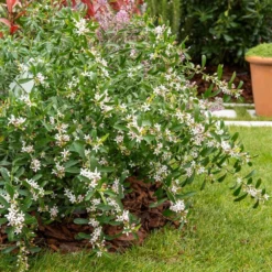 Wachs-Blume - Sternblüten, die duften