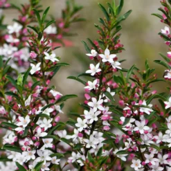 Wachs-Blume - Sternblüten, die duften