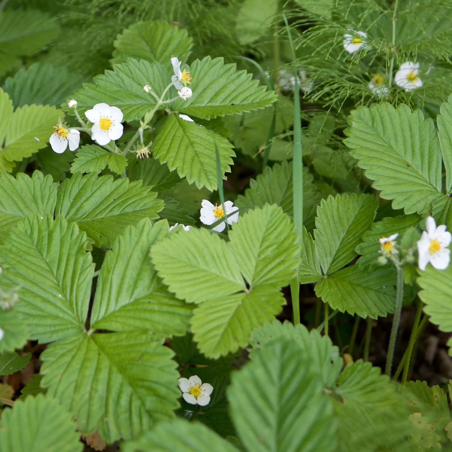 Walderdbeere ‘Rügen’ - Ernte den ganzen Sommer