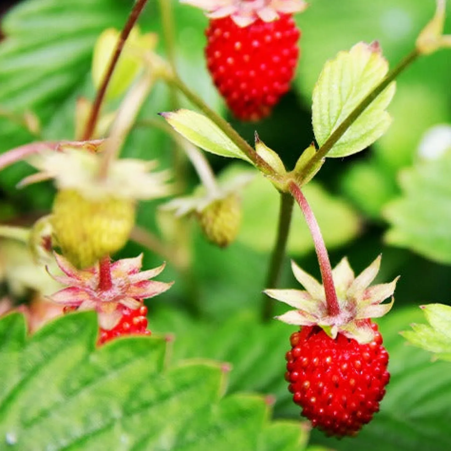 Walderdbeere ‘Rügen’ - Ernte den ganzen Sommer