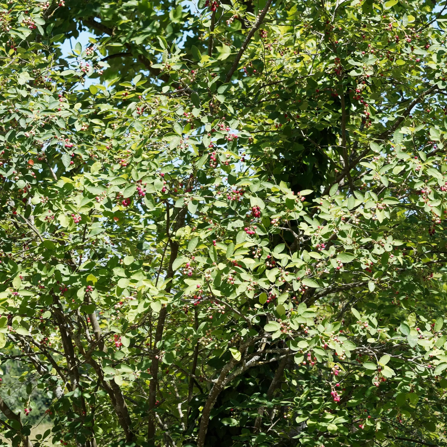 Wald-Felsenbirne - Vier Jahreszeiten in einem Strauch
