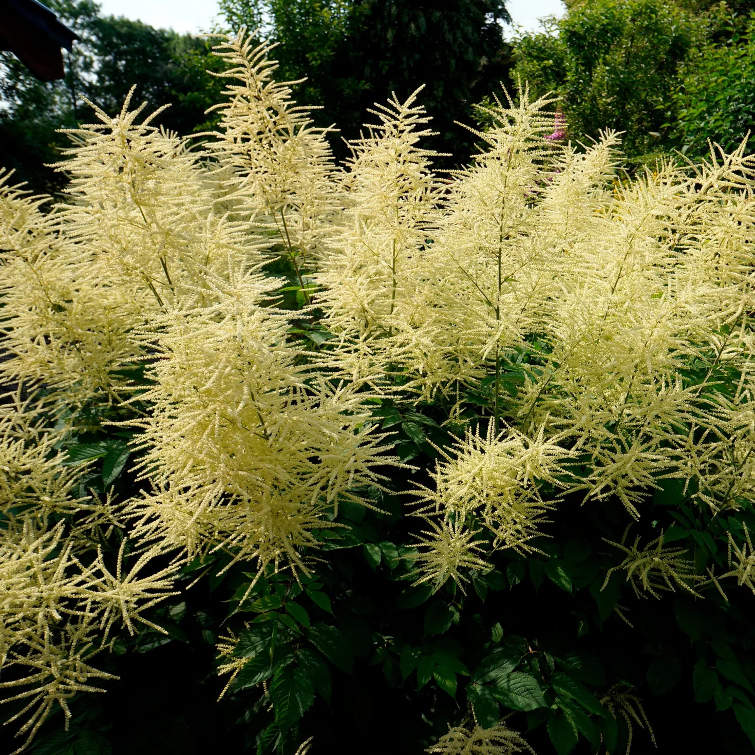 Waldgeißbart - Weiße Blütenwolken im Schatten