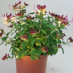 Wald-Geißblatt Chic & Choc ® - Duft & Blüten im Miniformat