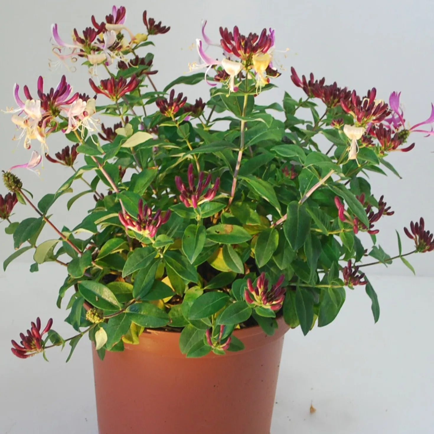 Wald-Geißblatt Chic & Choc ® - Duft & Blüten im Miniformat