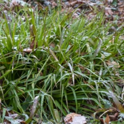 Wald-Hainsimsen - Grün, wo nichts wachsen will
