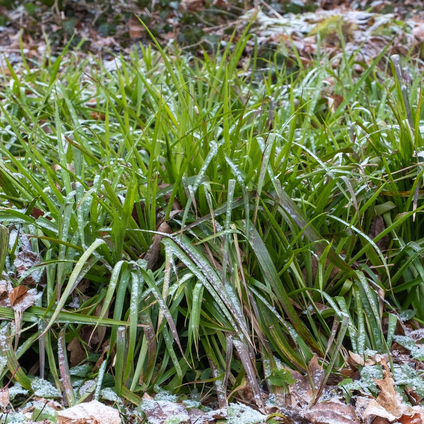 Wald-Hainsimsen - Grün, wo nichts wachsen will