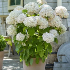 Wald-Hortensie Marshmallow ® Candy Bell® - Weiße Wolken im Halbschatten
