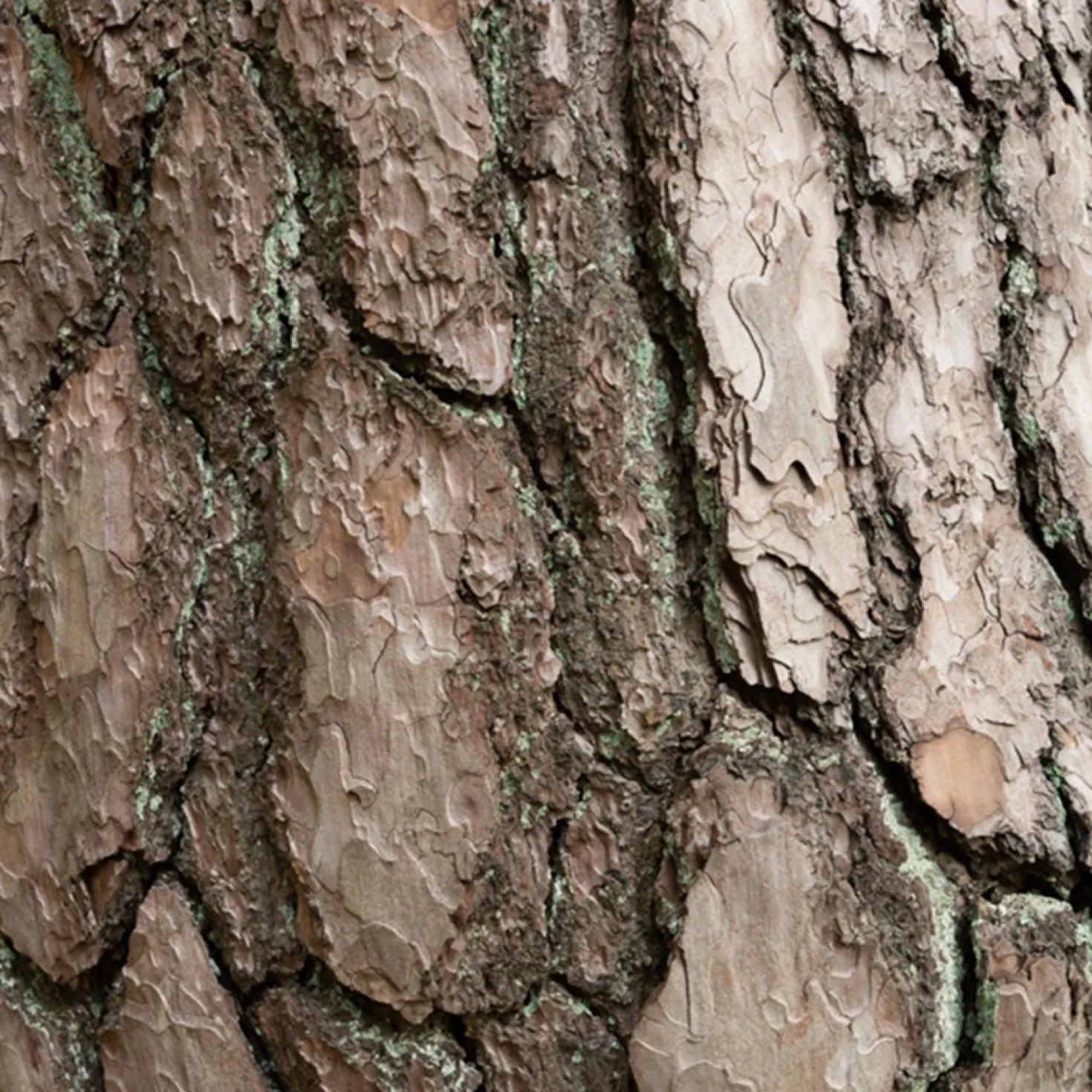 Waldkiefer - Robust und immergrün