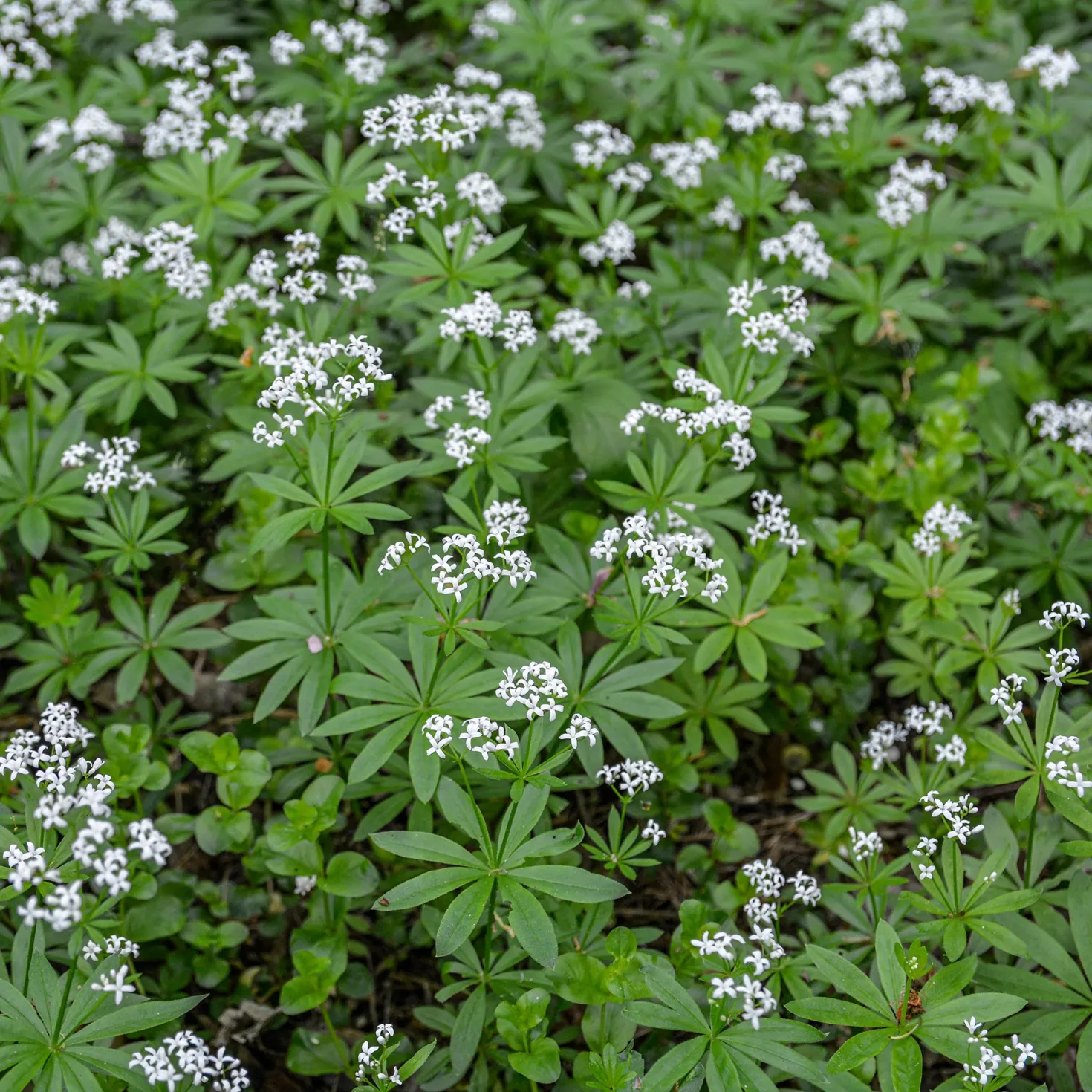Waldmeister - Grüner Teppich im Schatten