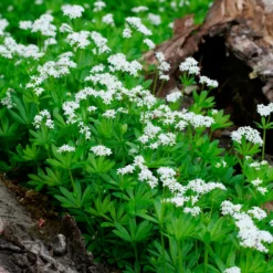 Waldmeister - Grüner Teppich im Schatten