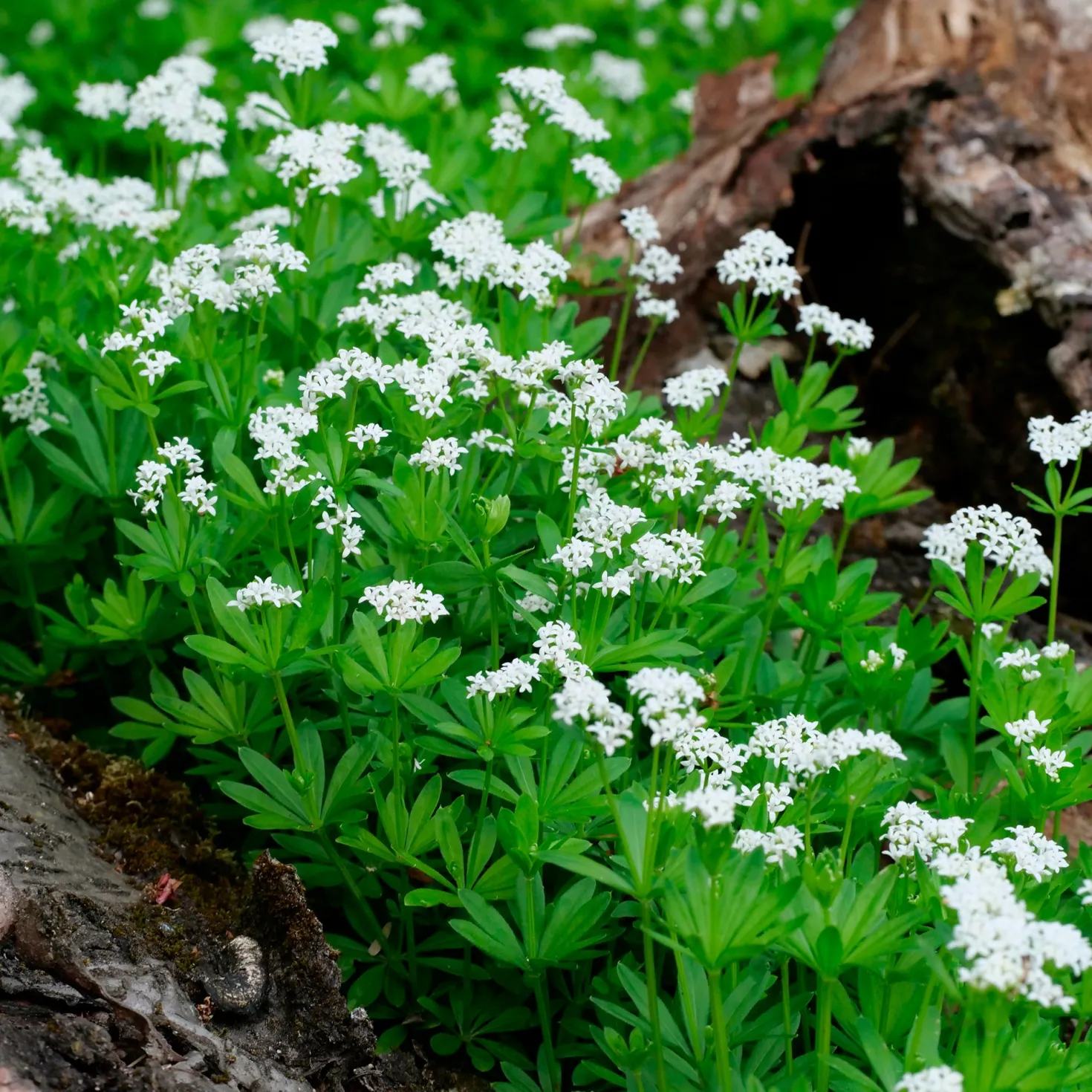 Waldmeister - Grüner Teppich im Schatten