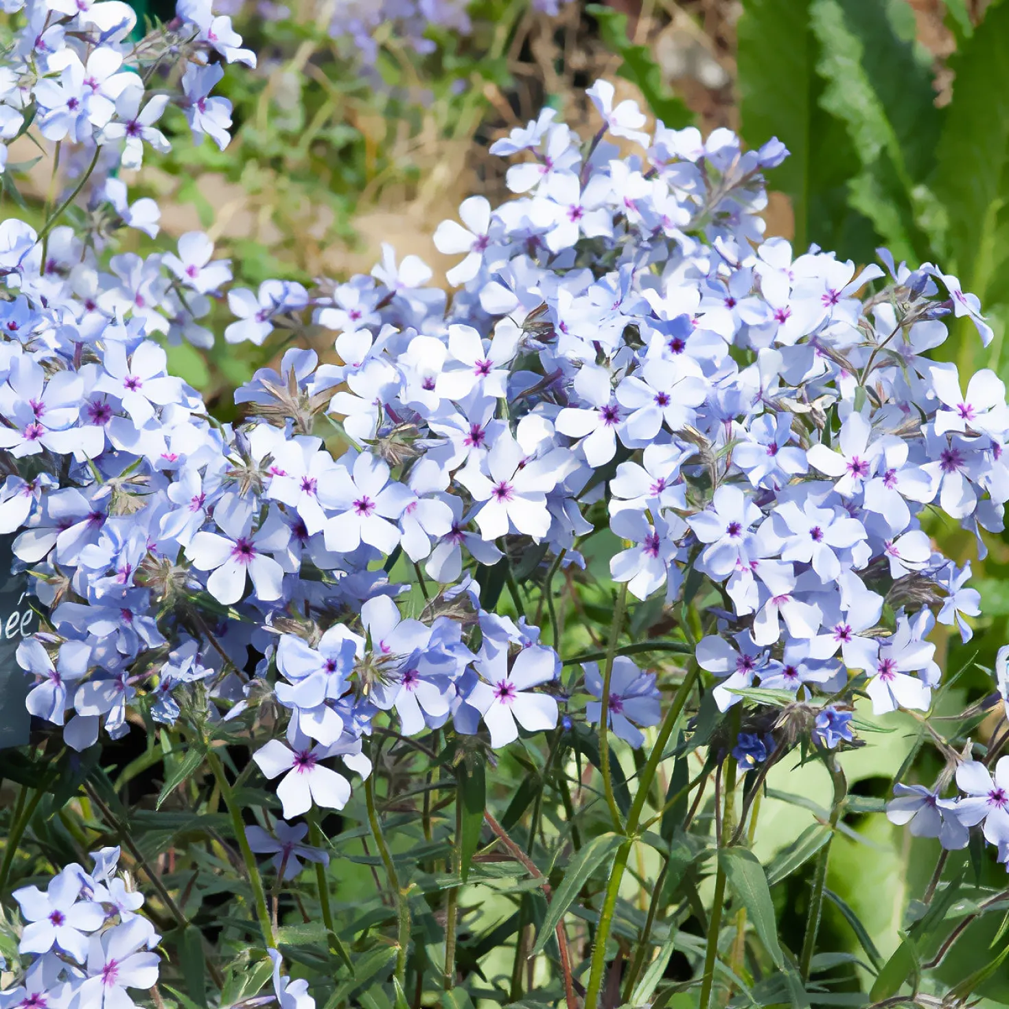 Wald-Phlox ‘Chattahoochee’ - Blaue Blüten im Halbschatten