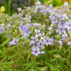 Wald-Phlox ‘Chattahoochee’ - Blaue Blüten im Halbschatten