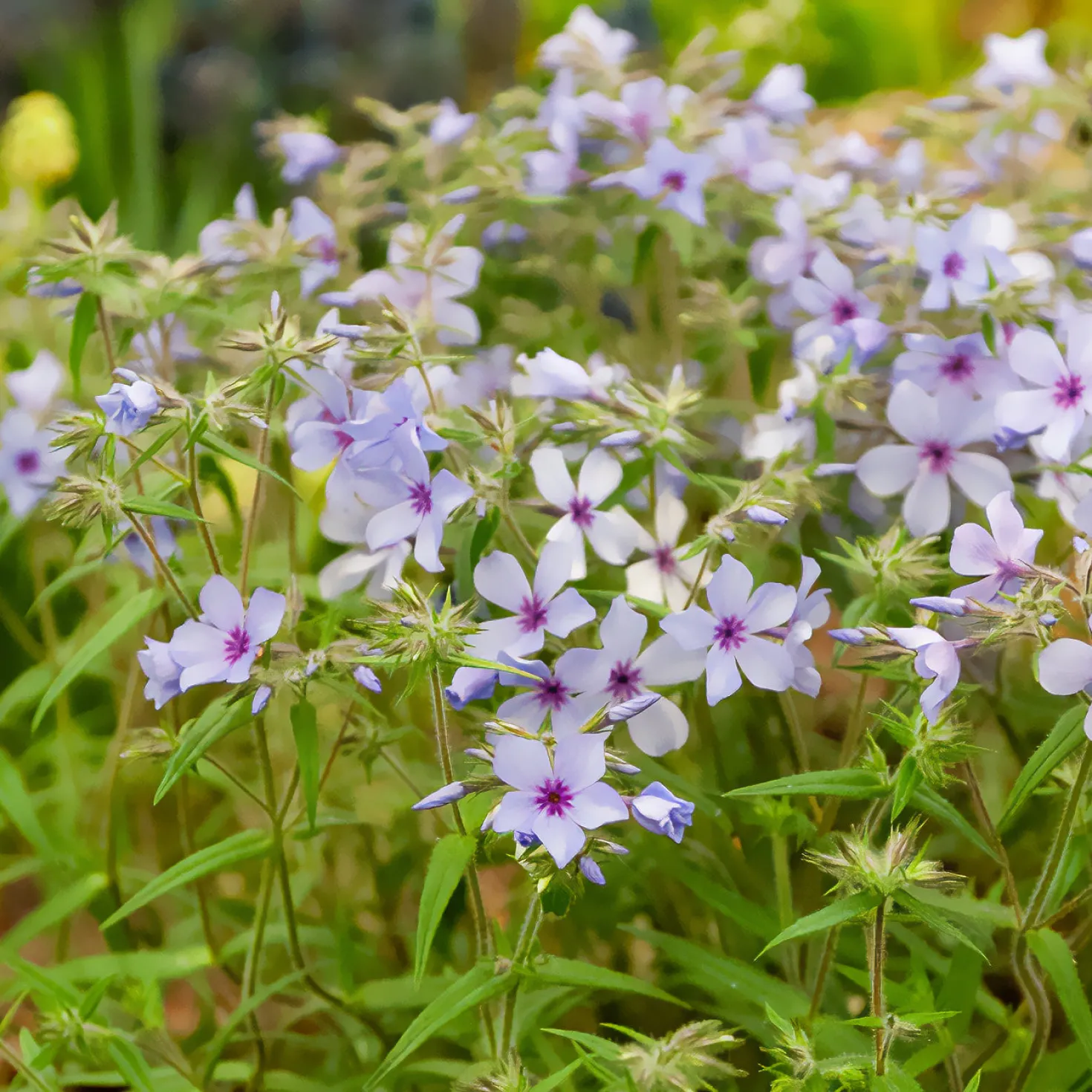 Wald-Phlox ‘Chattahoochee’ - Blaue Blüten im Halbschatten
