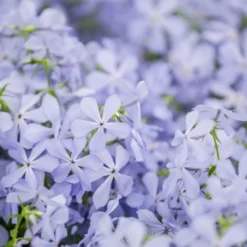 Wald-Phlox ‘Clouds of Perfume’ - Duftteppich in Violett