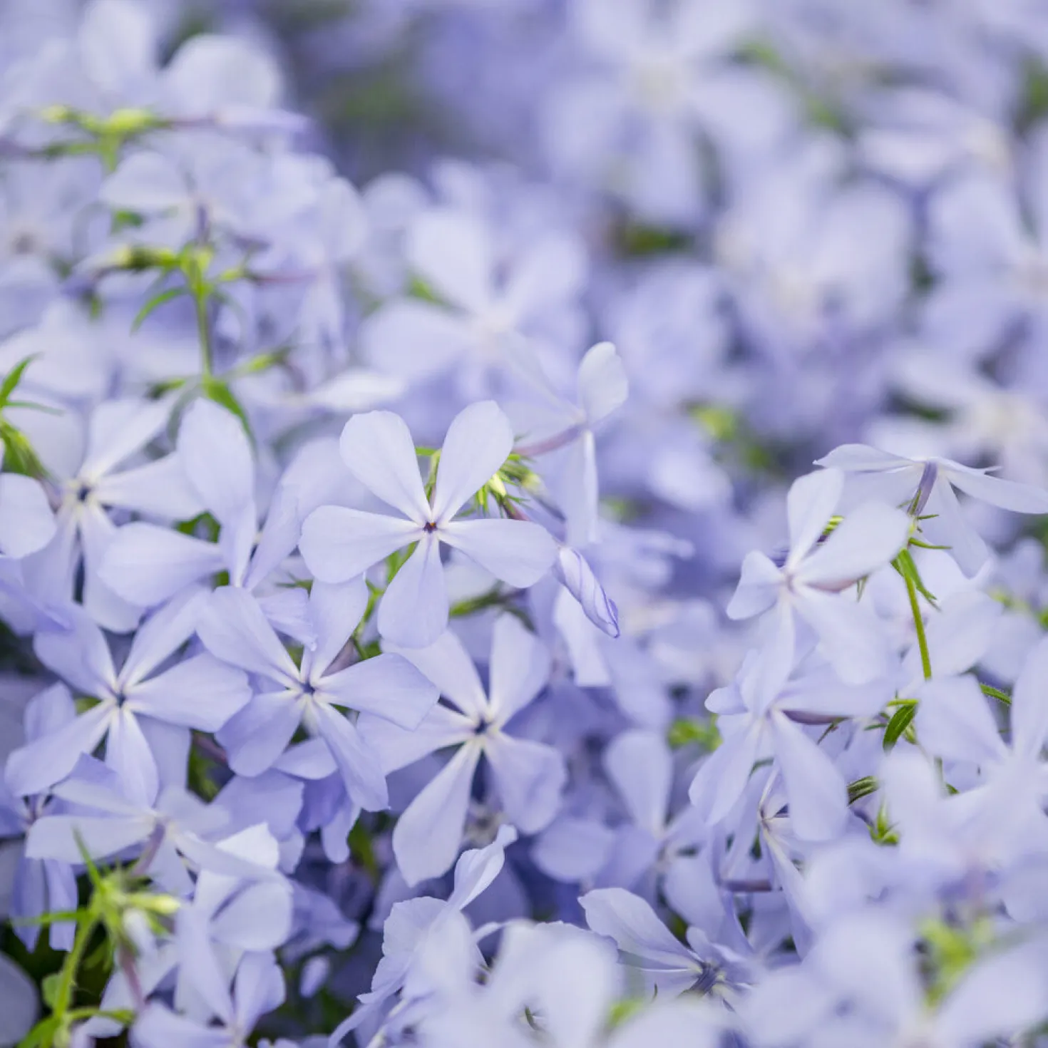 Wald-Phlox ‘Clouds of Perfume’ - Duftteppich in Violett