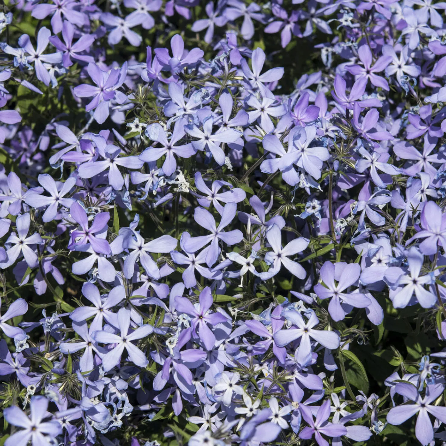 Wald-Phlox ‘Clouds of Perfume’ - Duftteppich in Violett