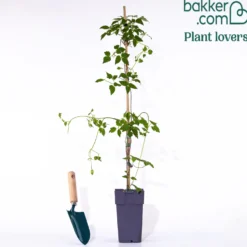 Waldrebe Amber - Zarte Glocken den ganzen Sommer