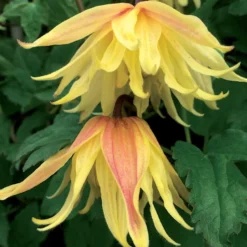 Waldrebe Amber - Zarte Glocken den ganzen Sommer