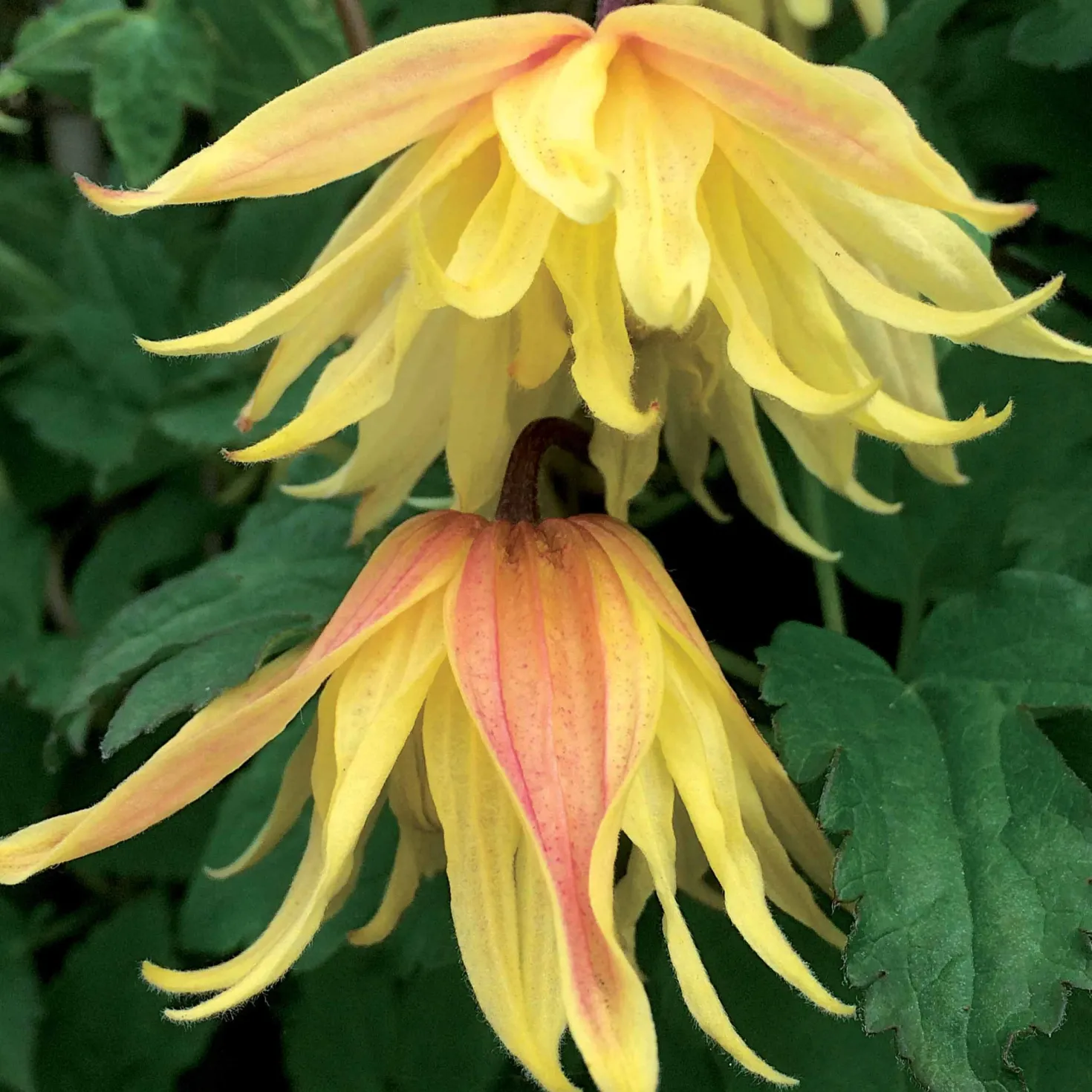Waldrebe Amber - Zarte Glocken den ganzen Sommer
