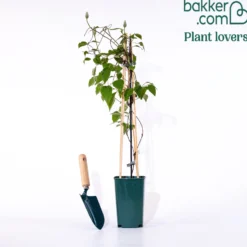 Waldrebe Fond Memories - Blüten von Juni bis Oktober