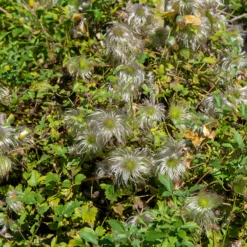 Waldrebe ‘Golden Tiara’® - Goldene Glocken den ganzen Sommer