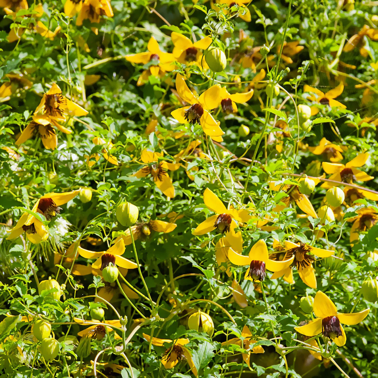 Waldrebe ‘Golden Tiara’® - Goldene Glocken den ganzen Sommer