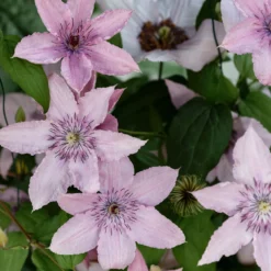 Waldrebe ‘Hagley Hybrid’ - Rosa Blütenwand im Nu