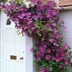 Waldrebe 'Jackmanii' - Blütenwand in Violett