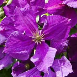 Waldrebe 'Jackmanii' - Blütenwand in Violett