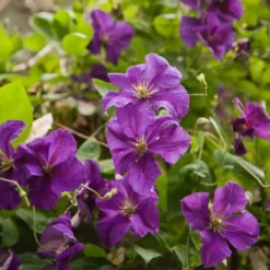 Waldrebe 'Jackmanii' - Blütenwand in Violett