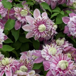 Waldrebe Josephine - Gefüllte Blüten wie Sterne