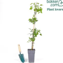 Waldrebe Lady Diana ® - Pinke Glocken den Sommer lang